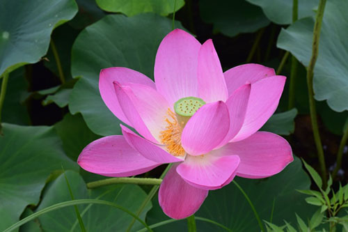 中國(guó)9種香的花：一種會(huì)為你引路，一種提煉的香精比黃金還貴！