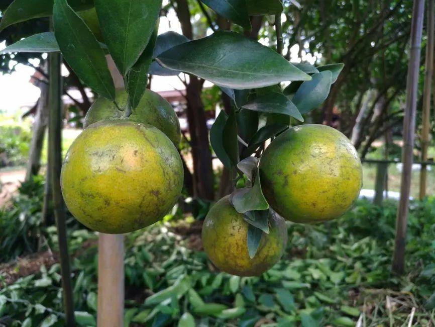 ESG壓力下，合成生物技術(shù)正在改變香精香料行業(yè)